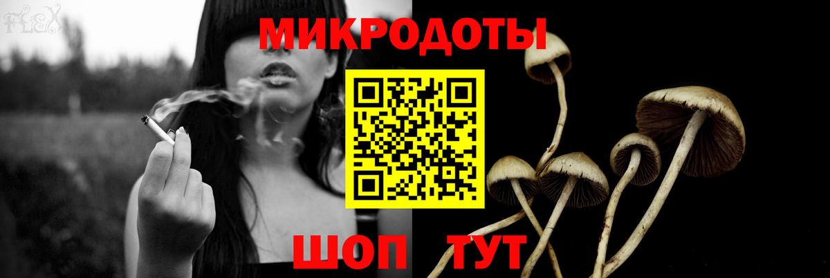 Псилоцибиновые грибы Psilocybe Старая Русса